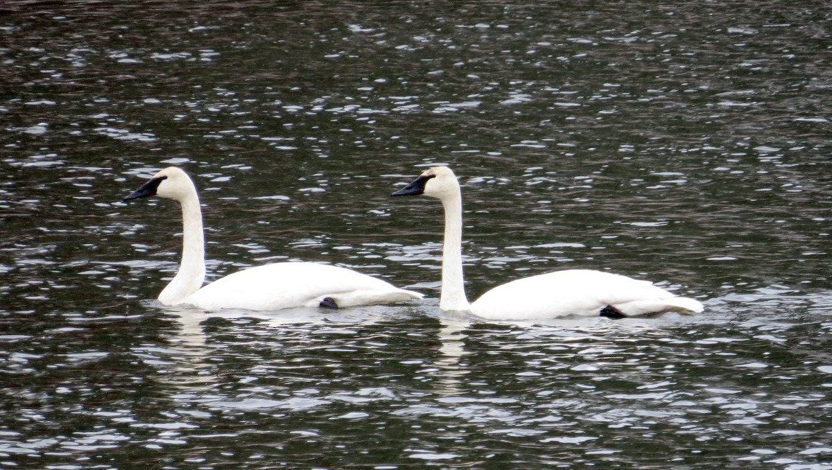 Borazancı Kuğu - ML646600516