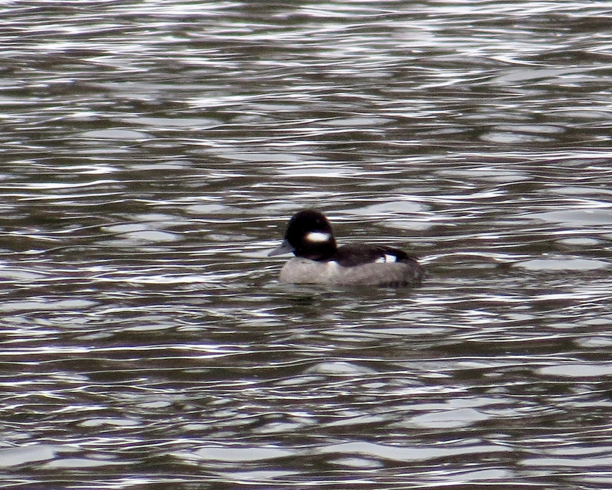 Ak Yanaklı Ördek - ML646600524