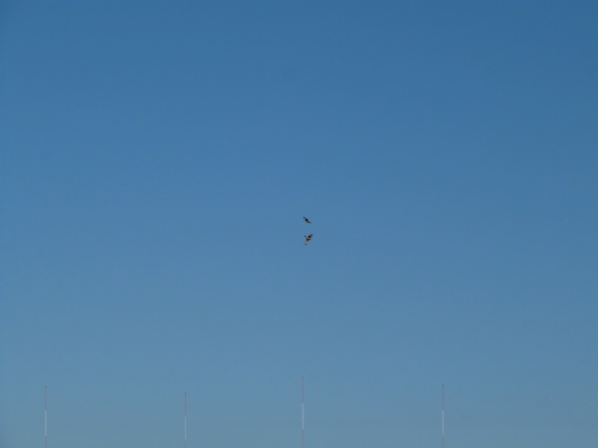 Американский лунь - ML646600529