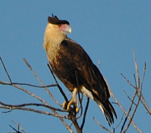 Crested Caracara (Northern) - ML646600536
