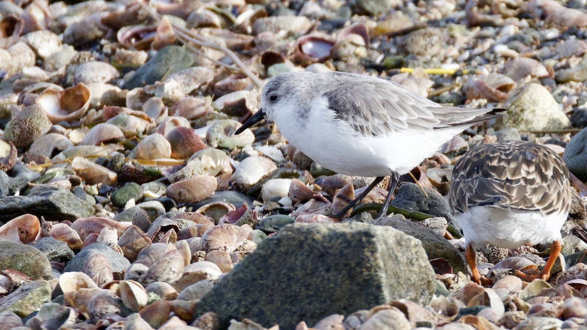 חופית לבנה - ML646600540