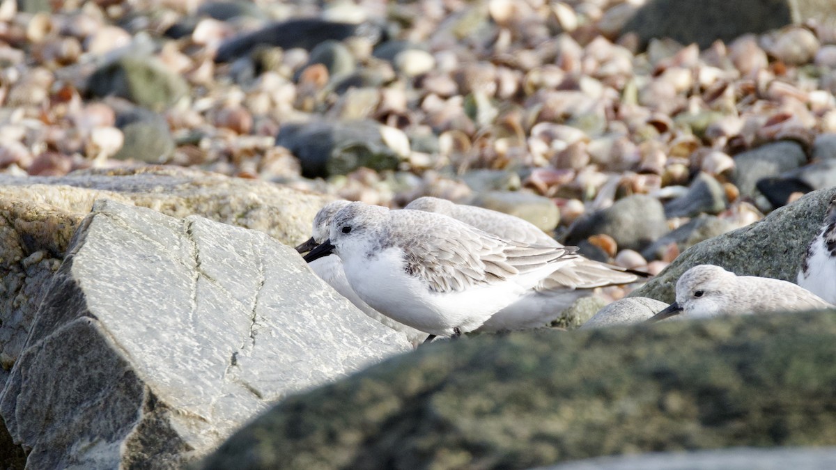 חופית לבנה - ML646600541