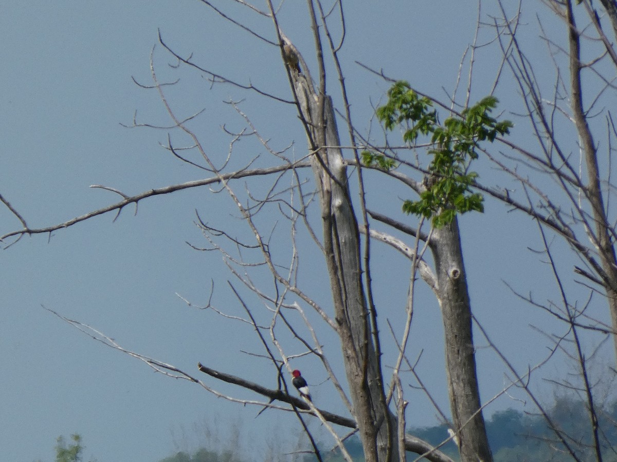 datel červenohlavý - ML646600552