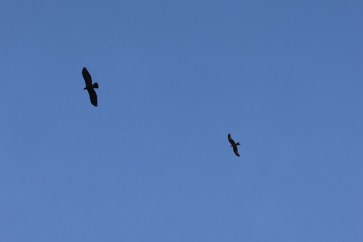 kongeørn - ML646600553