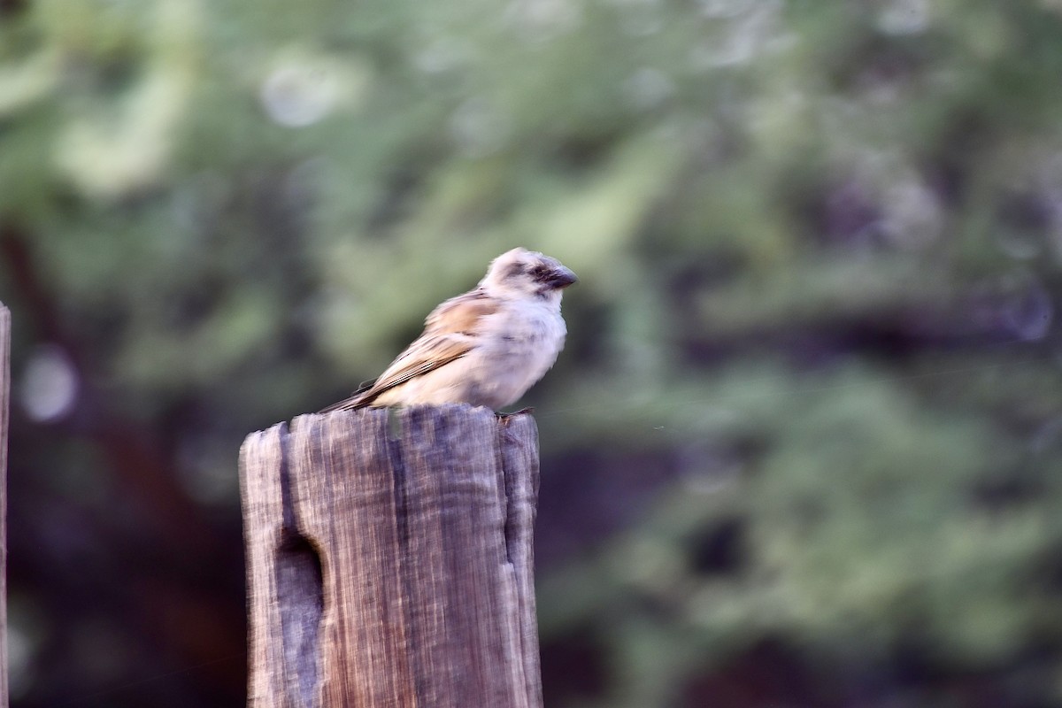 オオスズメ - ML646600559