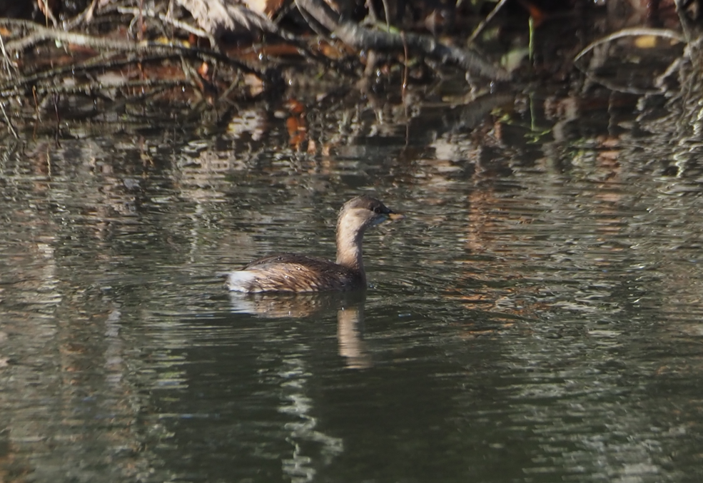 Zwergtaucher - ML646600563