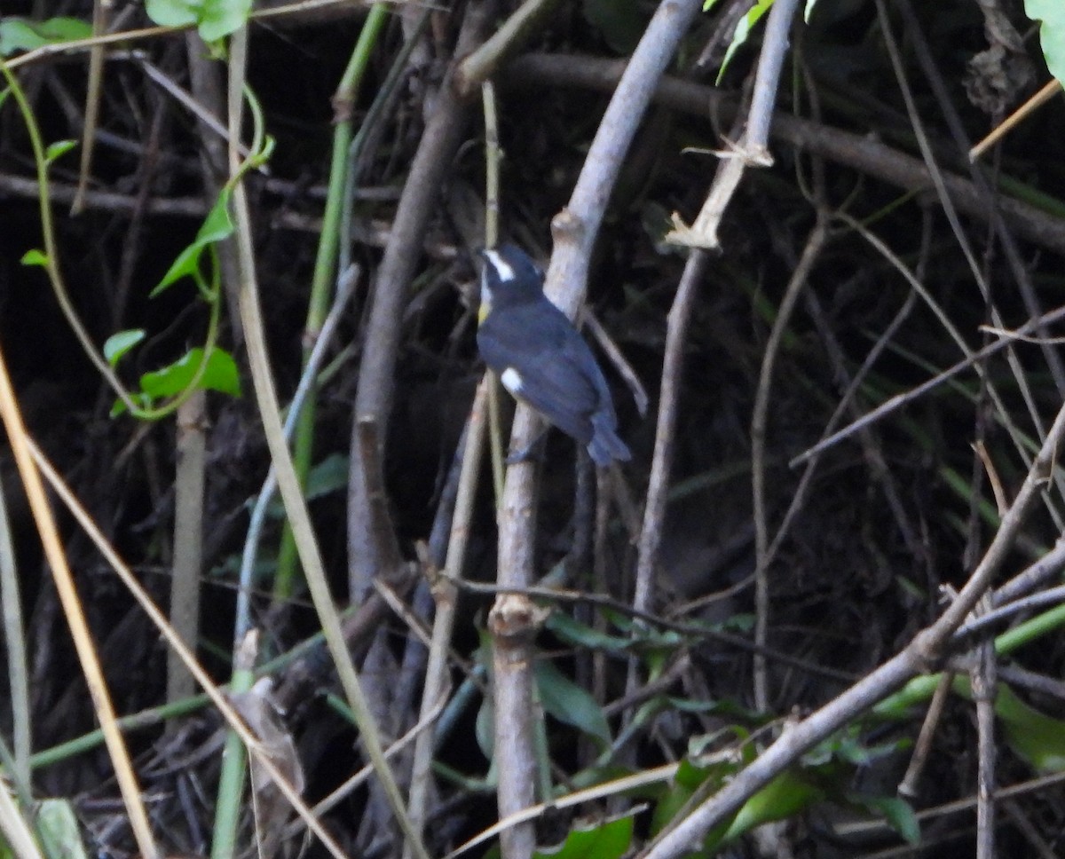 Zuckervogel - ML646600564