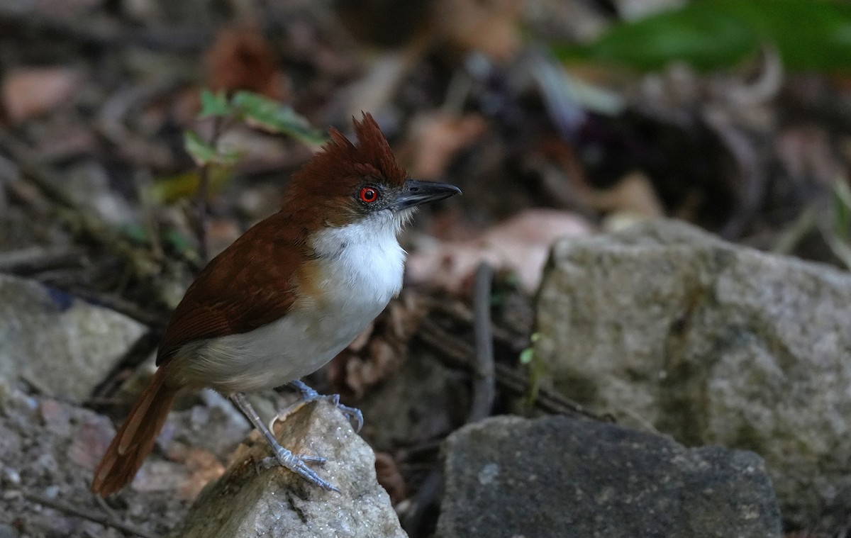 Great Antshrike - ML646600565
