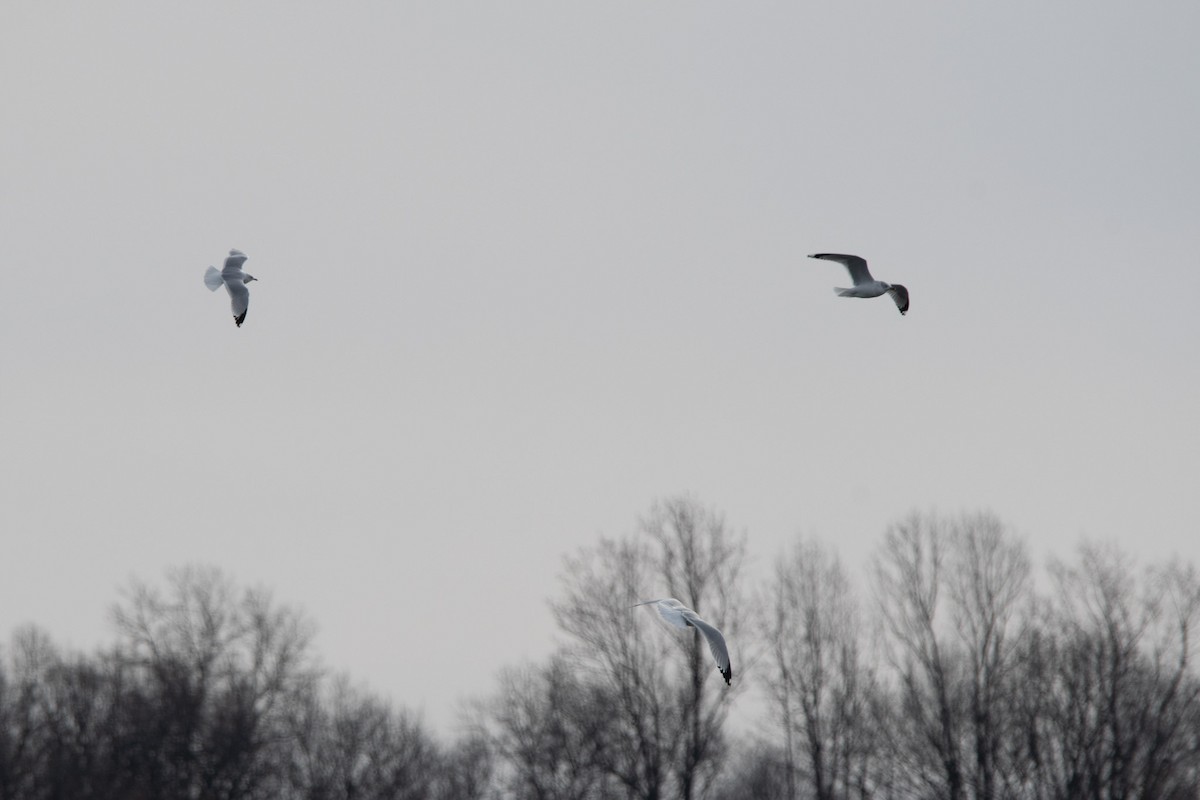 Ring-billed Gull - ML646600567