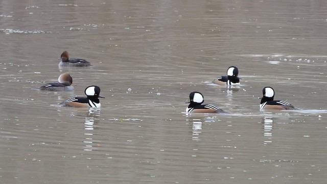 Крех жовтоокий - ML646600568