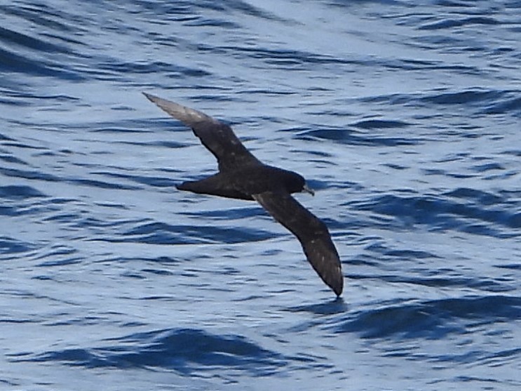 Beyaz Gıdılı Yelkovan - ML646600570