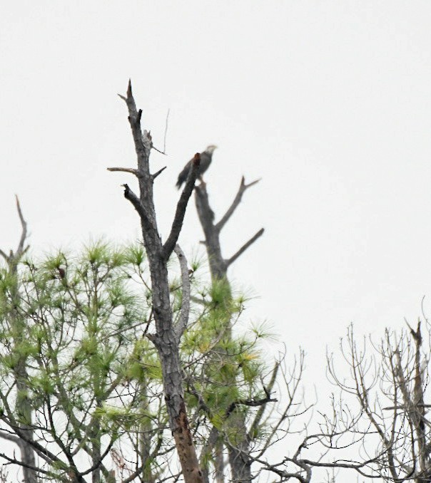 Bald Eagle - ML646600572