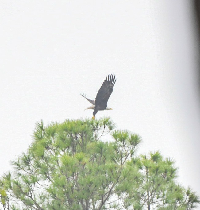 Bald Eagle - ML646600573