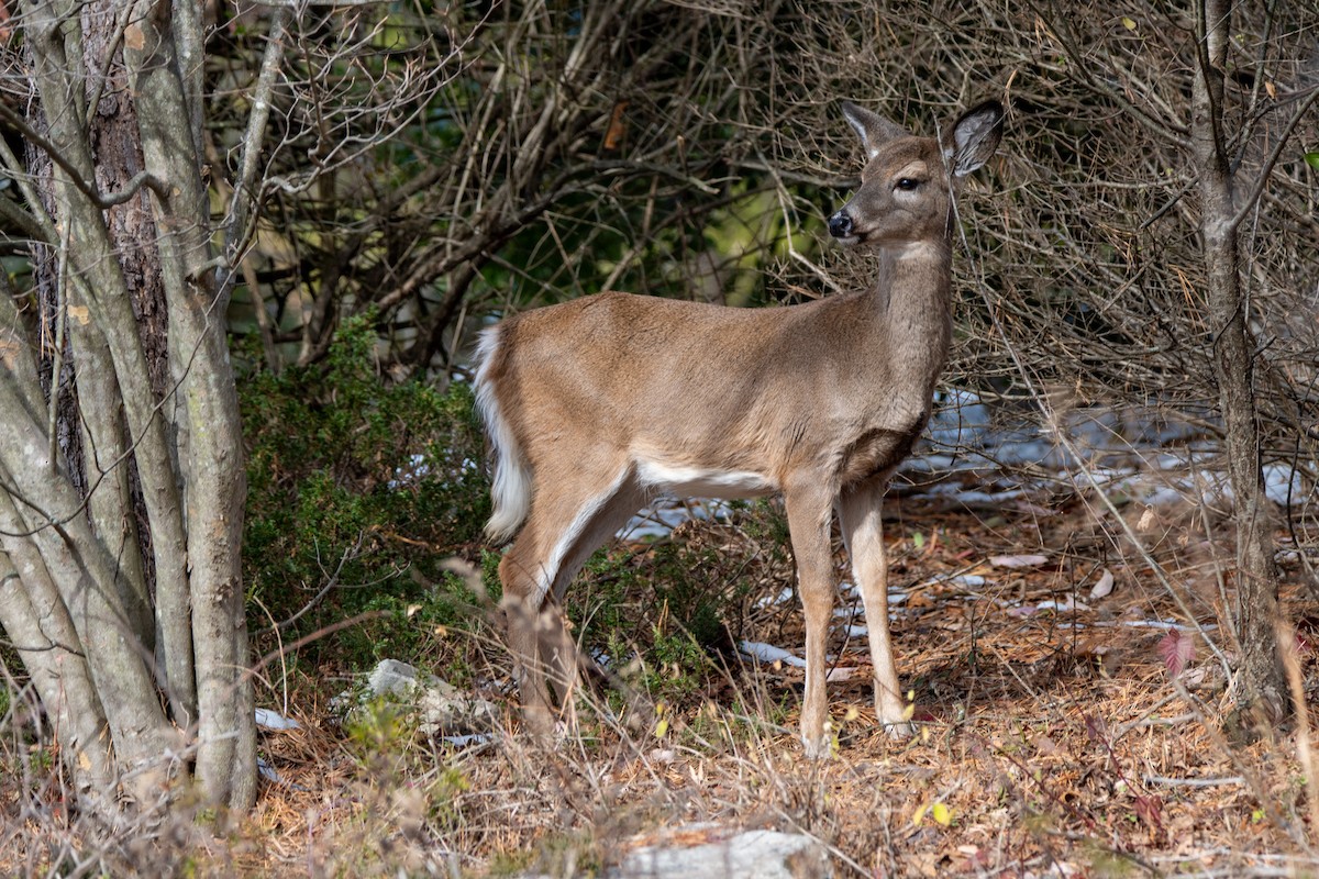 白尾鹿 - ML646600577