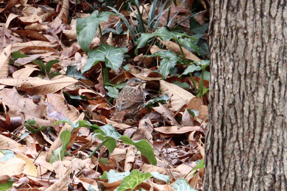 revespurv - ML646600578