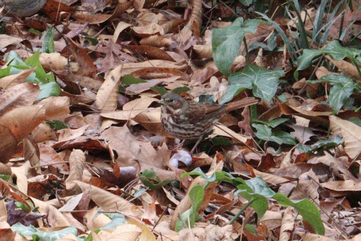 revespurv - ML646600579