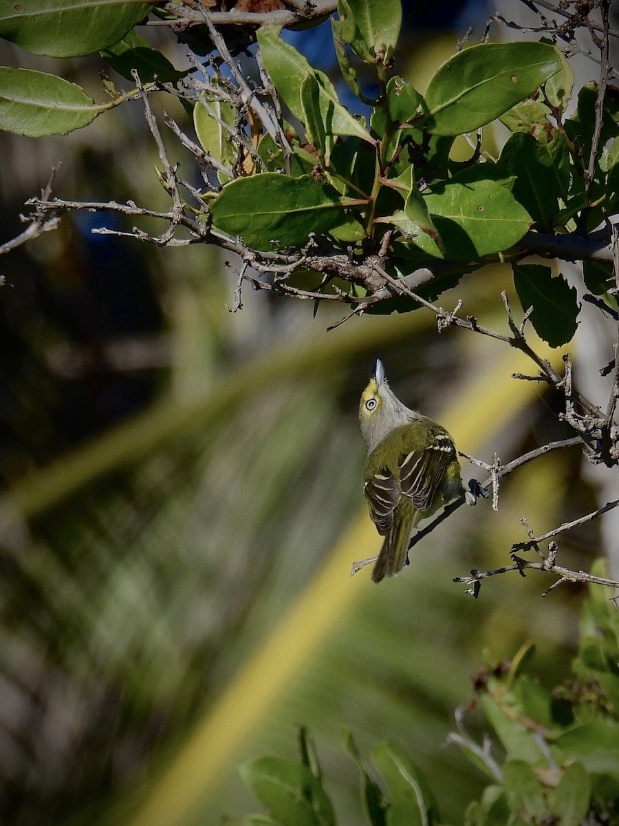 White-eyed Vireo - ML646600581