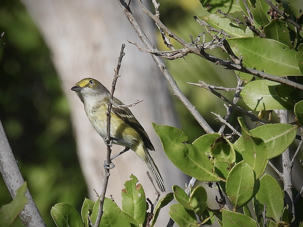 White-eyed Vireo - ML646600582