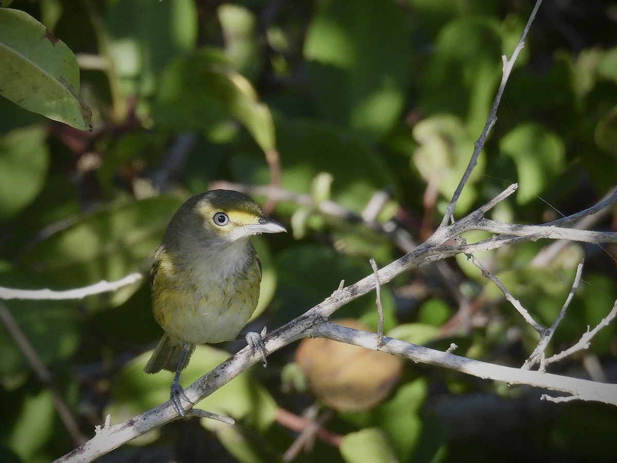 White-eyed Vireo - ML646600584