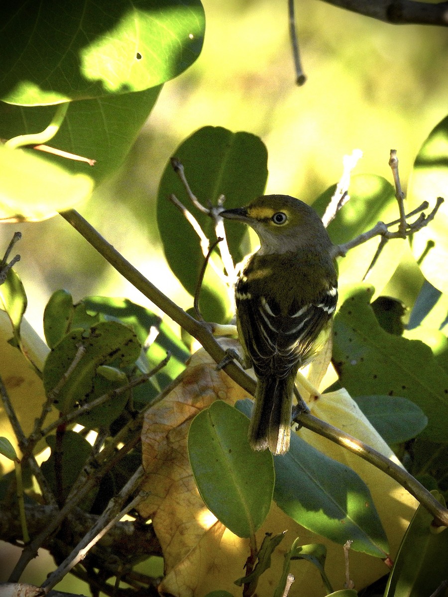 White-eyed Vireo - ML646600585
