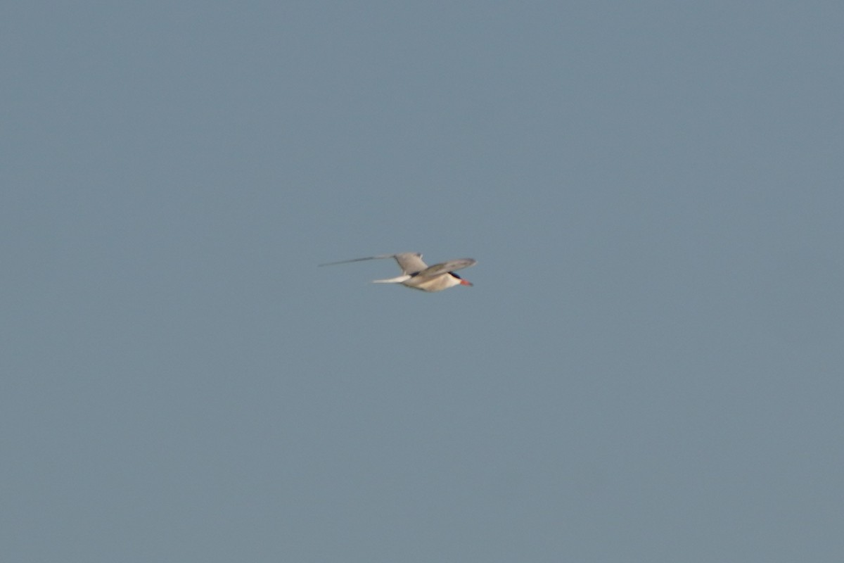 Common Tern - ML646600588