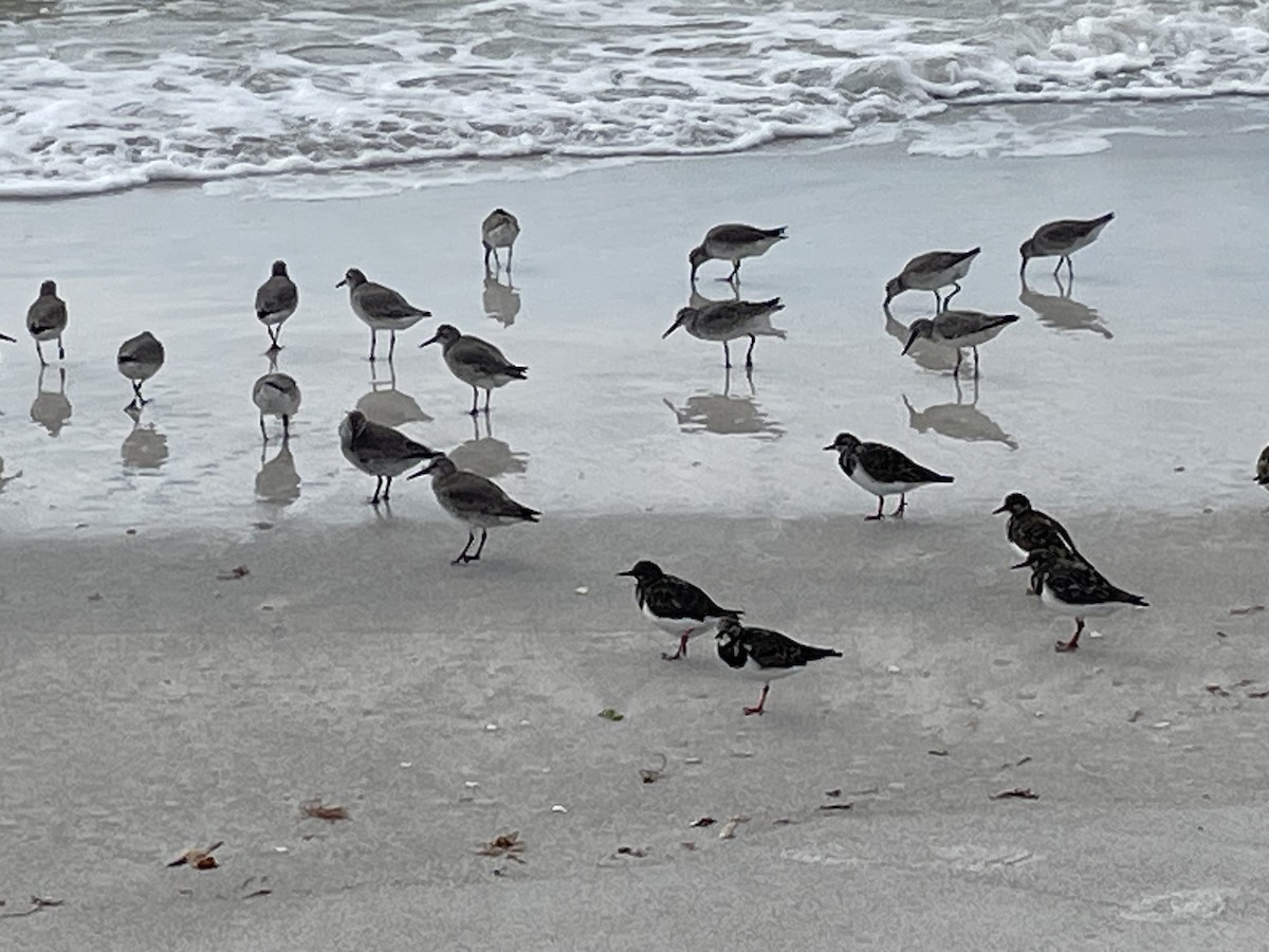 jespák rezavý - ML646600593