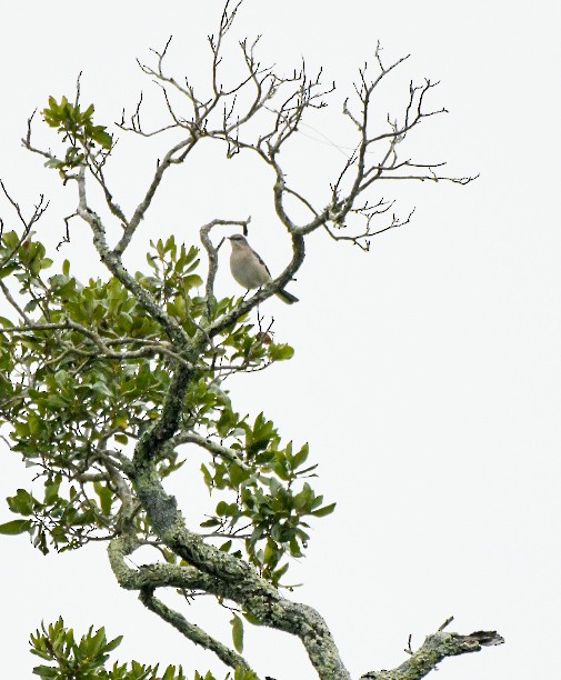 Northern Mockingbird - ML646600597