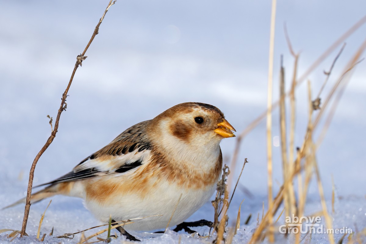 גיבתון שלג - ML646600598