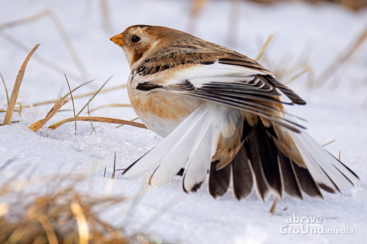 גיבתון שלג - ML646600599