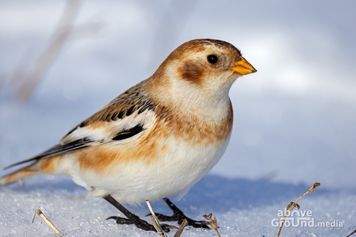 גיבתון שלג - ML646600600