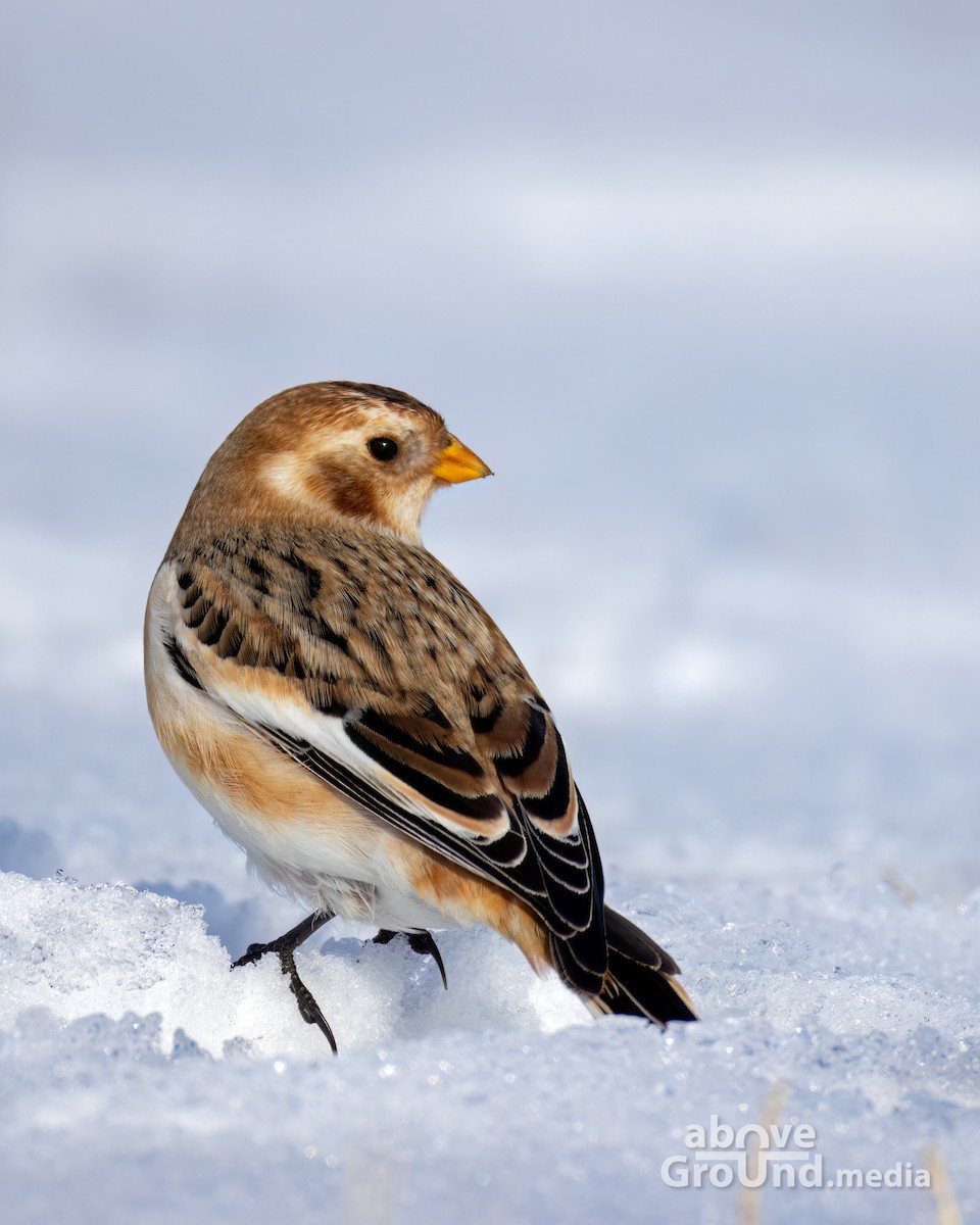 גיבתון שלג - ML646600601