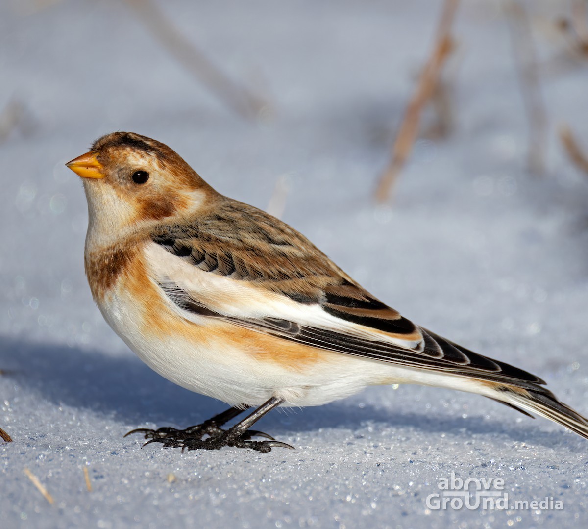 גיבתון שלג - ML646600602