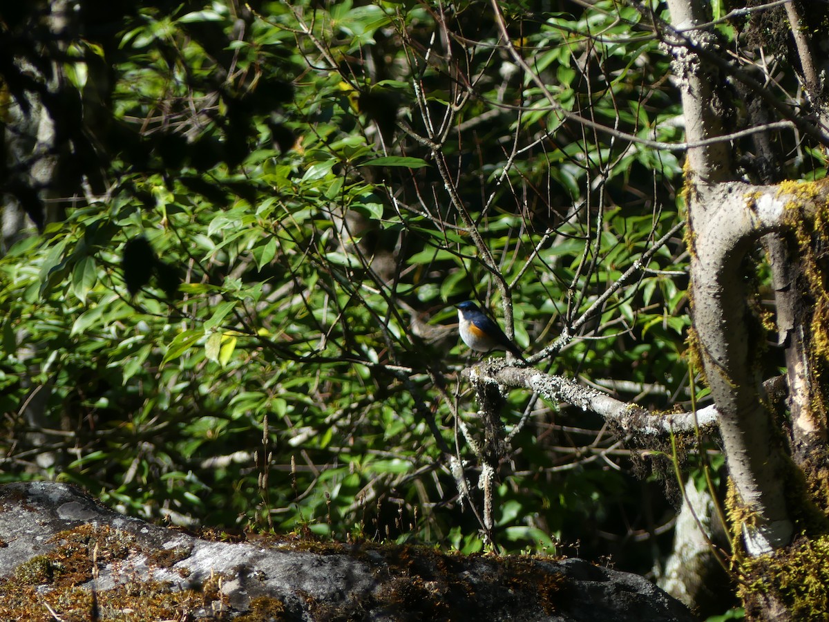 Himalayan Bluetail - ML646600603