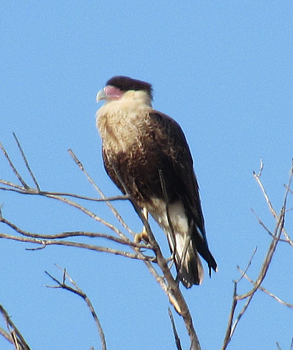Crested Caracara (Northern) - ML646600607