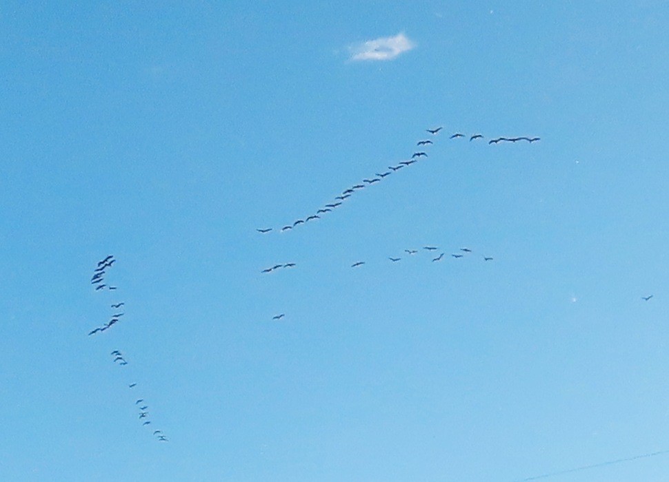 Canada Goose - ML646600608