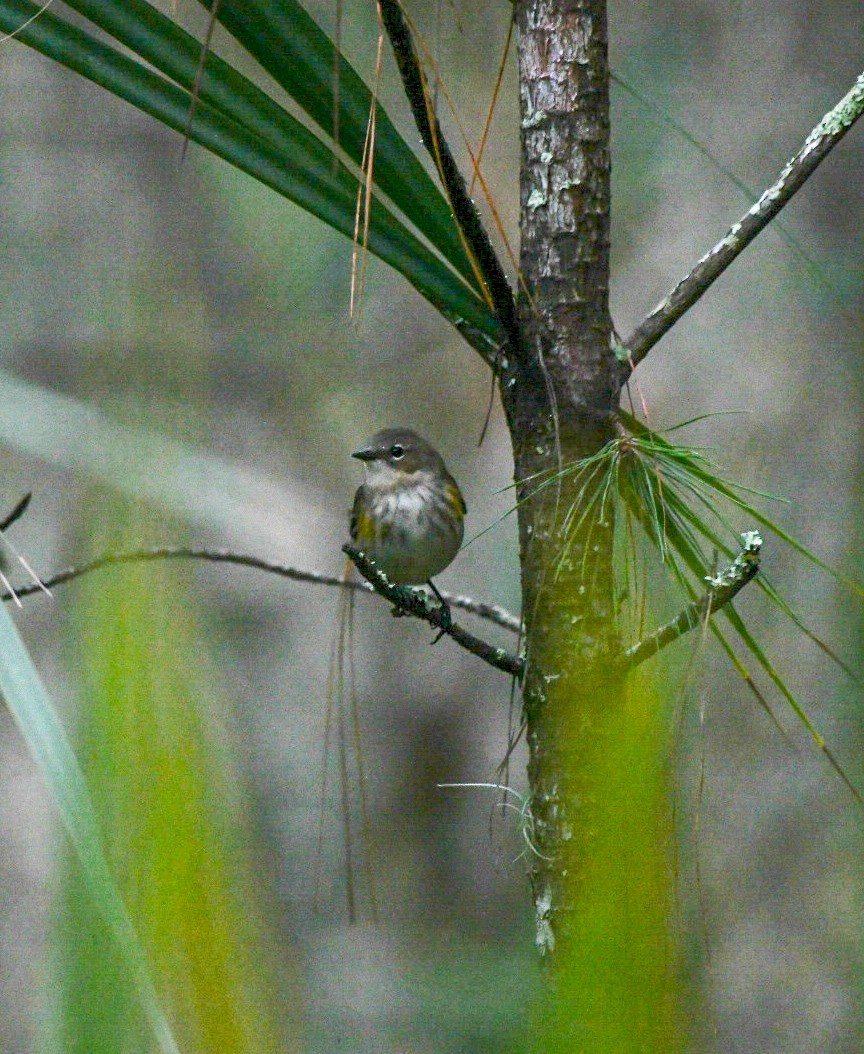 Yellow-rumped Warbler - ML646600609