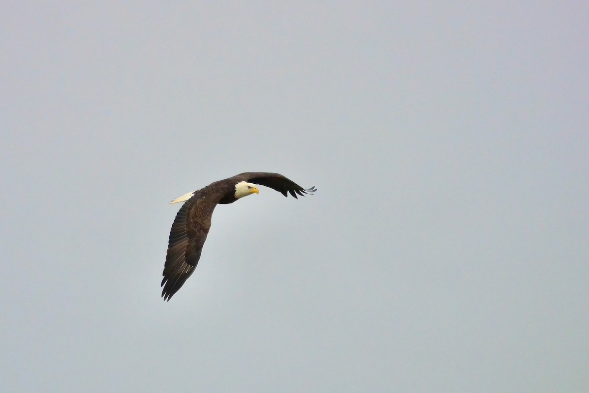 Bald Eagle - ML646600621