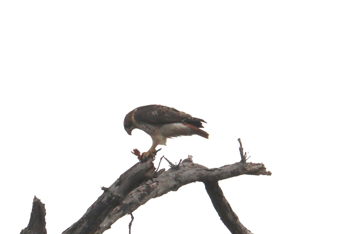 rødstjertvåk - ML646600623