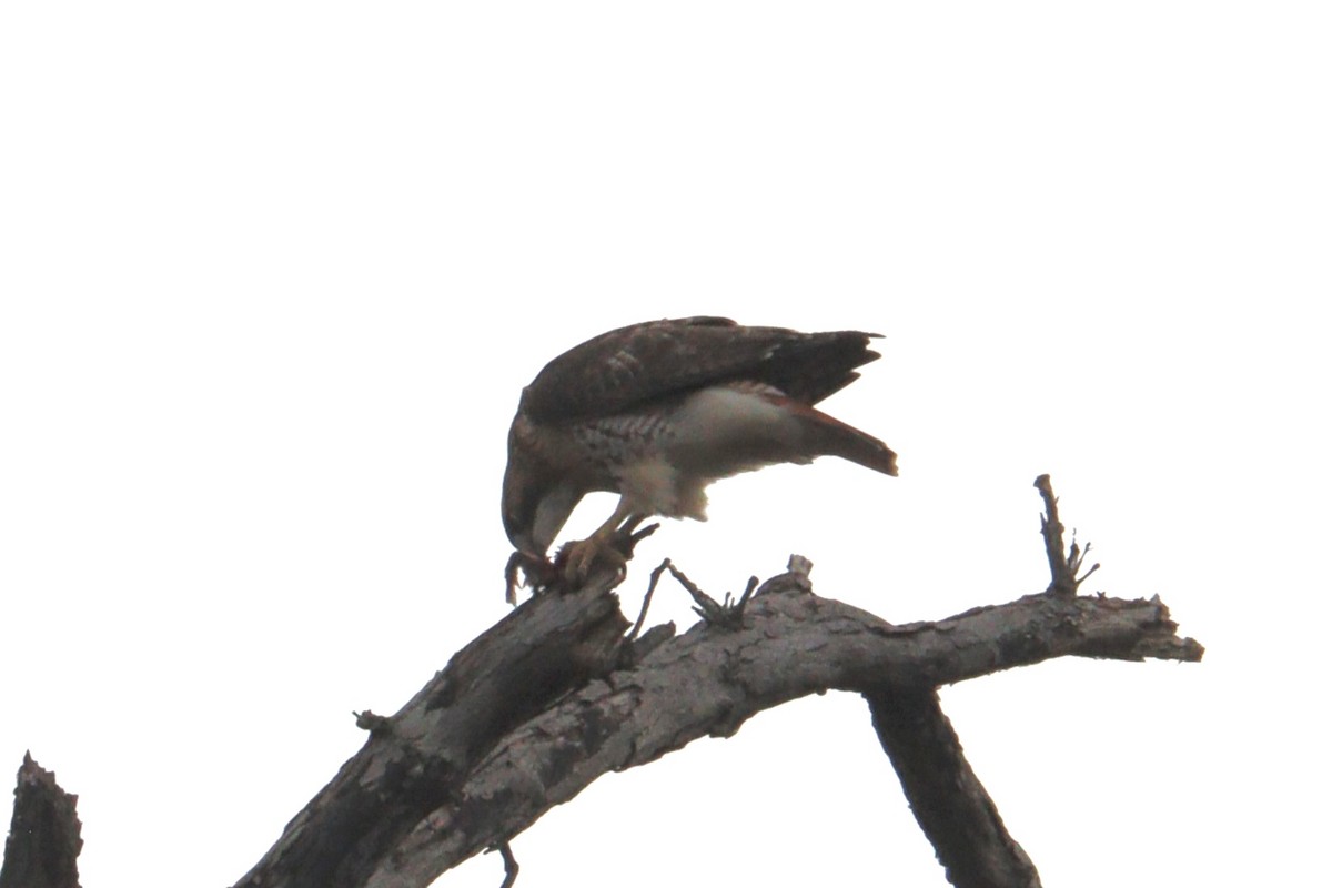 rødstjertvåk - ML646600624