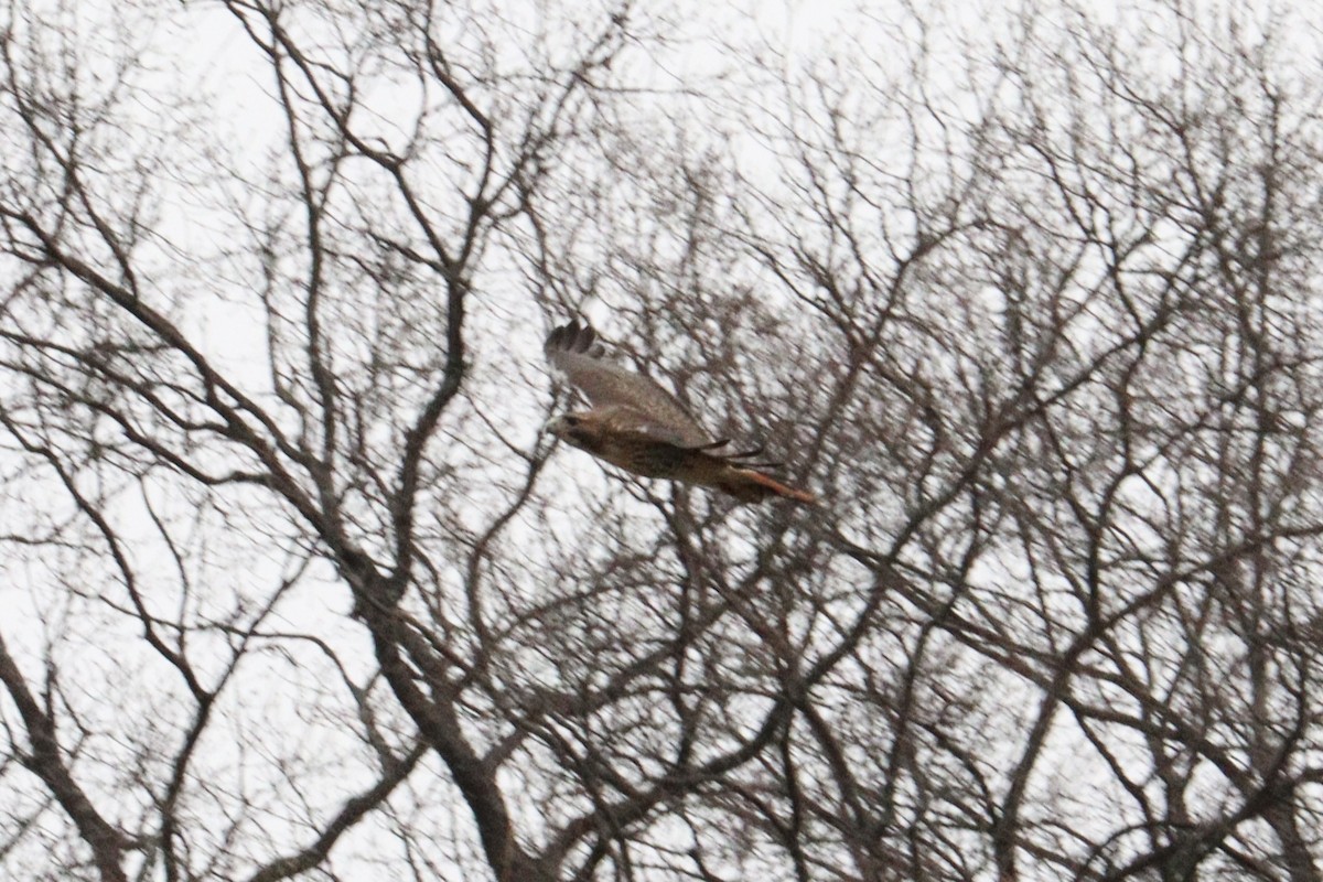 rødstjertvåk - ML646600625