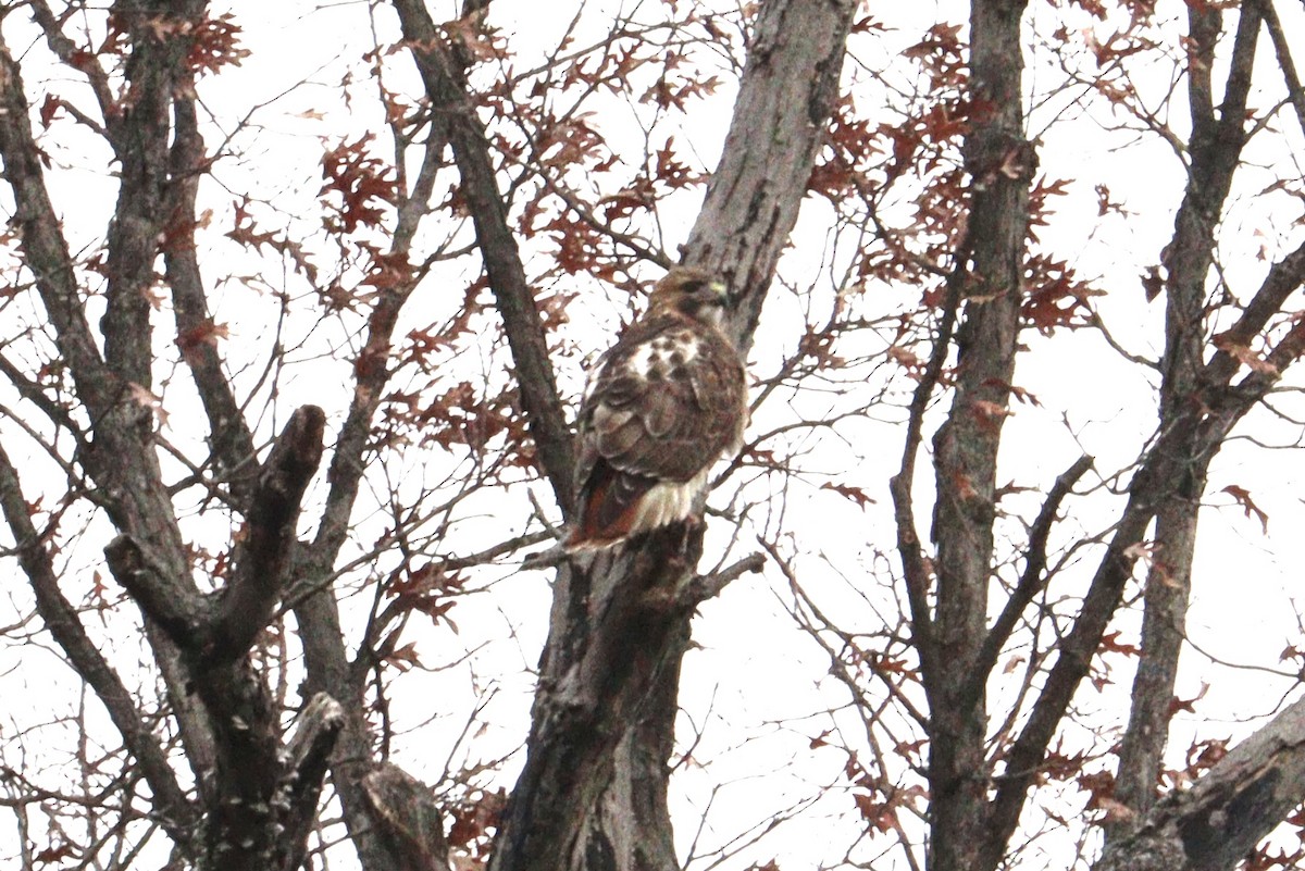 rødstjertvåk - ML646600627