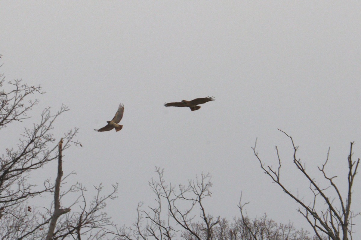 rødstjertvåk - ML646600629