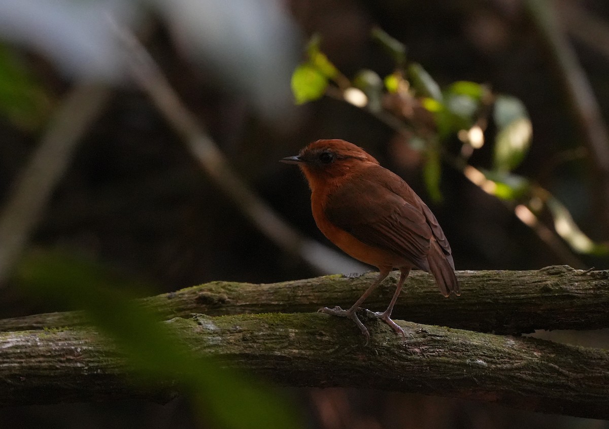 Ceara Gnateater - ML646600630