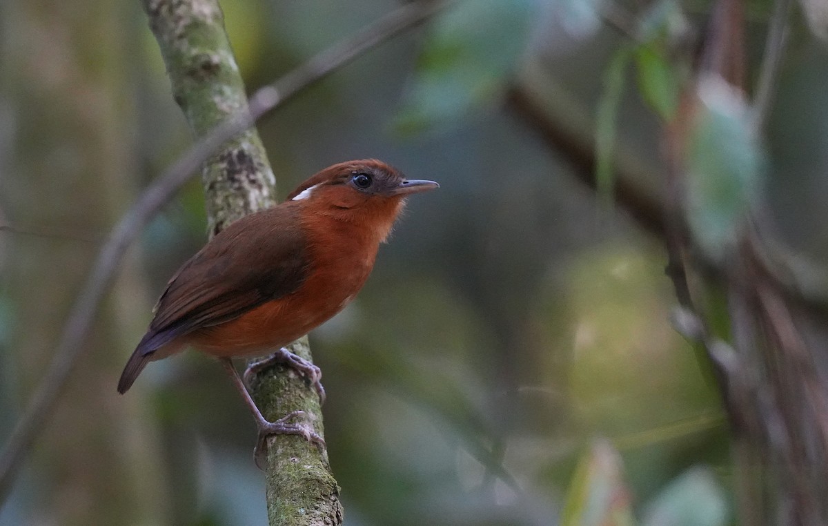 Ceara Gnateater - ML646600631