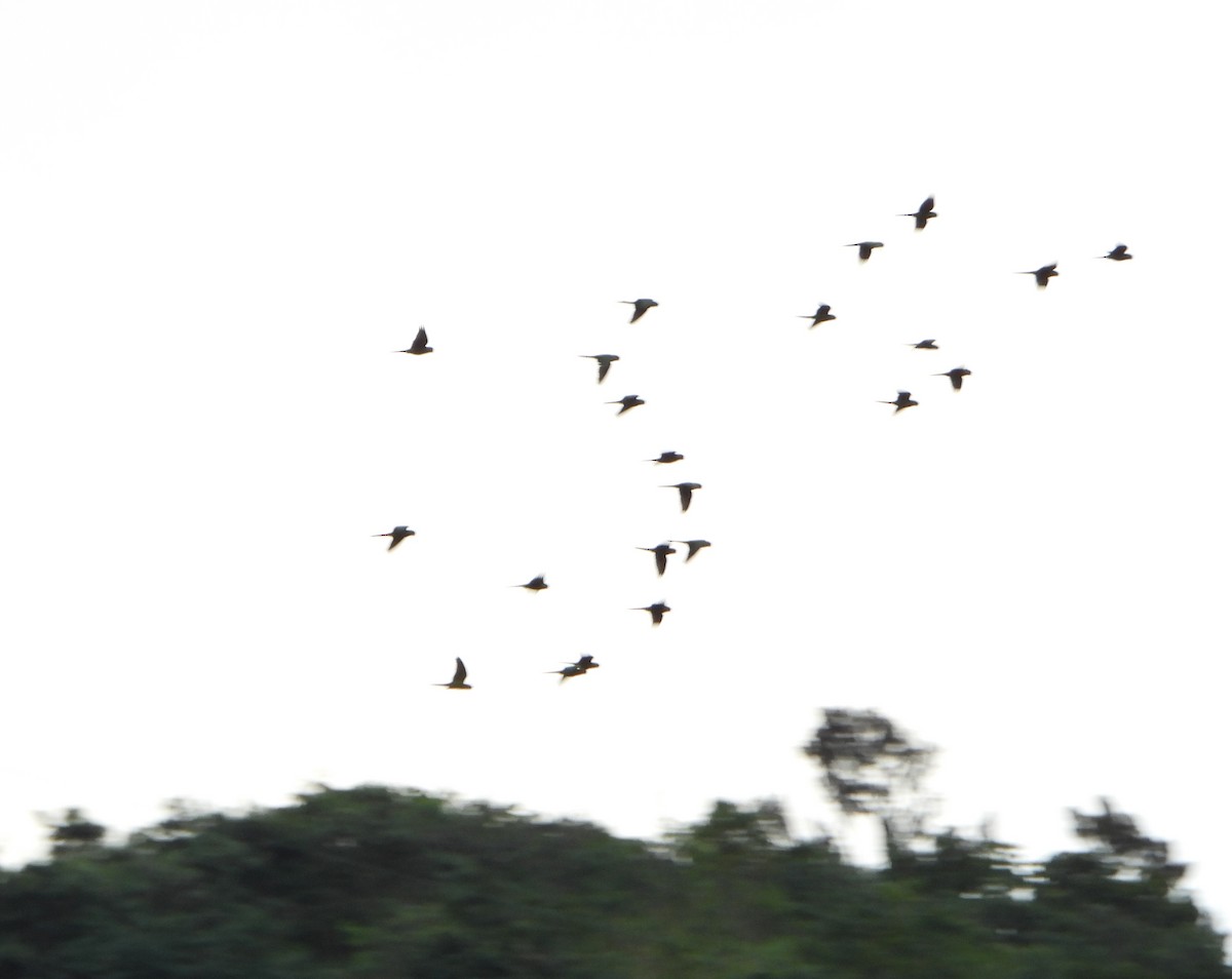 Scarlet-fronted Parakeet - ML646600633