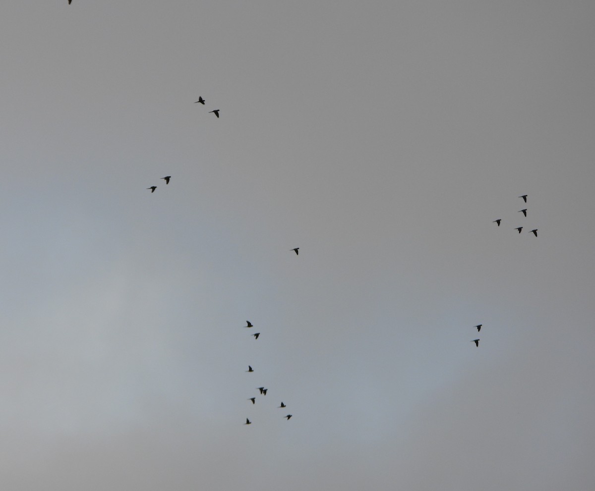 Scarlet-fronted Parakeet - ML646600634