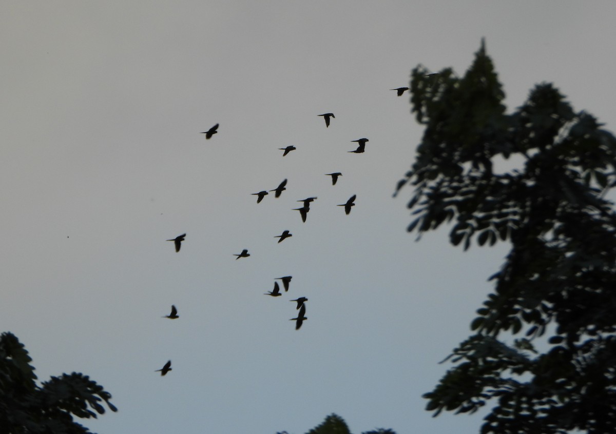 Scarlet-fronted Parakeet - ML646600635