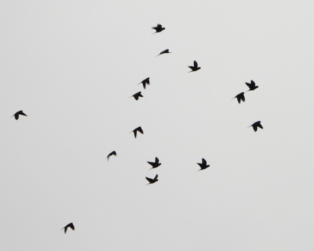 Scarlet-fronted Parakeet - ML646600636