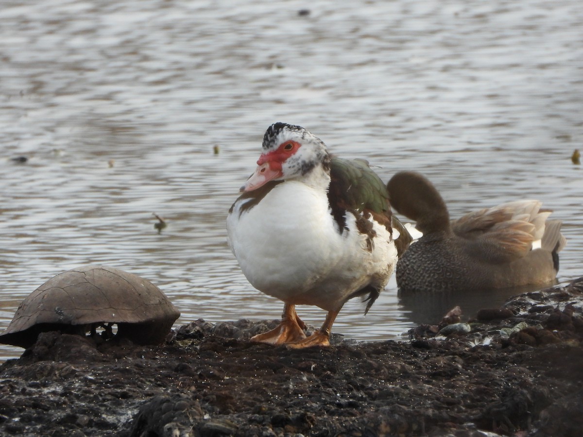 Muscovy Duck (Domestic type) - ML646600637