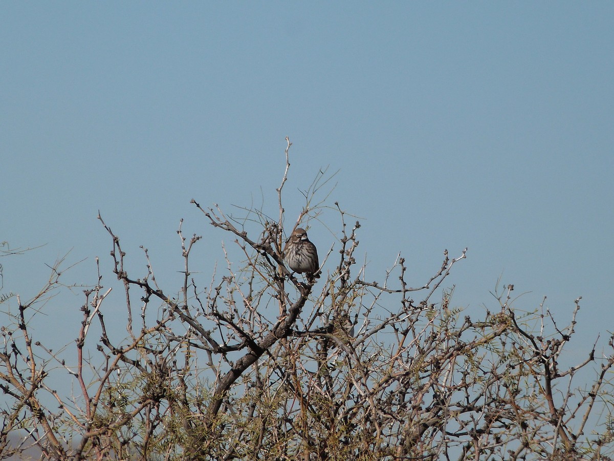 Lark Bunting - ML646600638